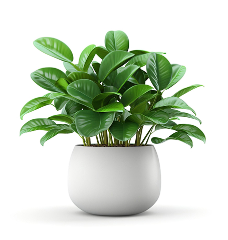 succulents.jpg